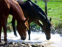 VENEZ PARTAGER LES JOIES DE L'EQUITATION LUDIQUE ET SPORTIVE